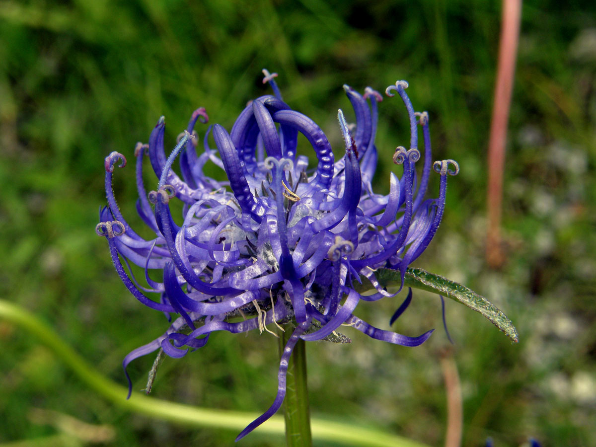 Zvonečník hlavatý (Phyteuma orbiculare L.)