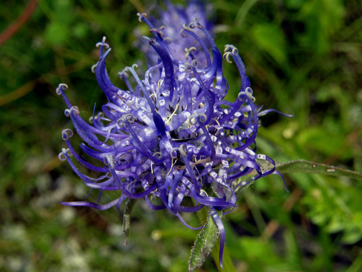 Zvonečník hlavatý (Phyteuma orbiculare L.)