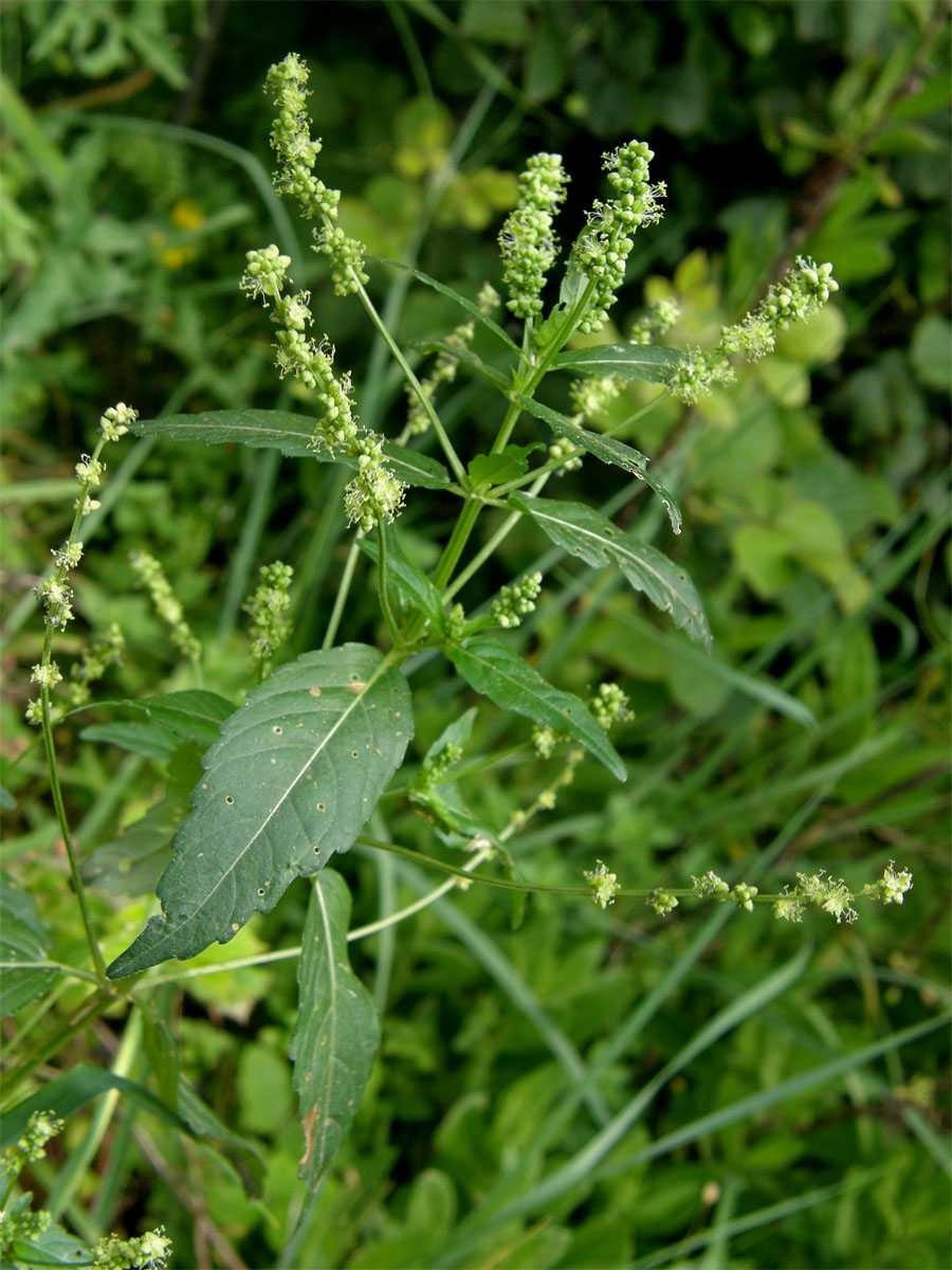 Bažanka roční (Mercurialis annua L.)