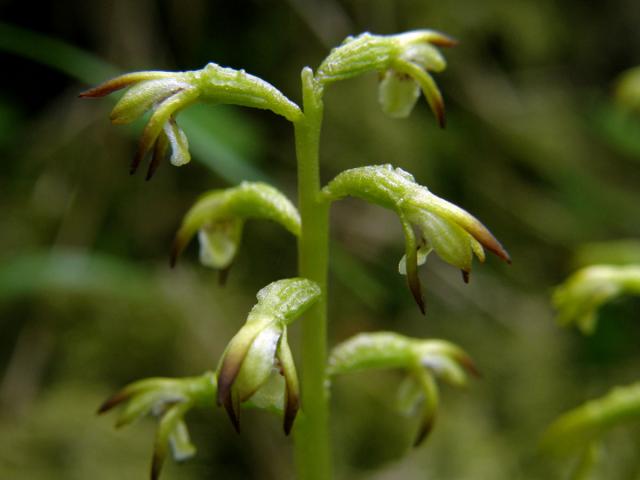 Korálice trojklaná (Corallorhiza trifida Chatelain)