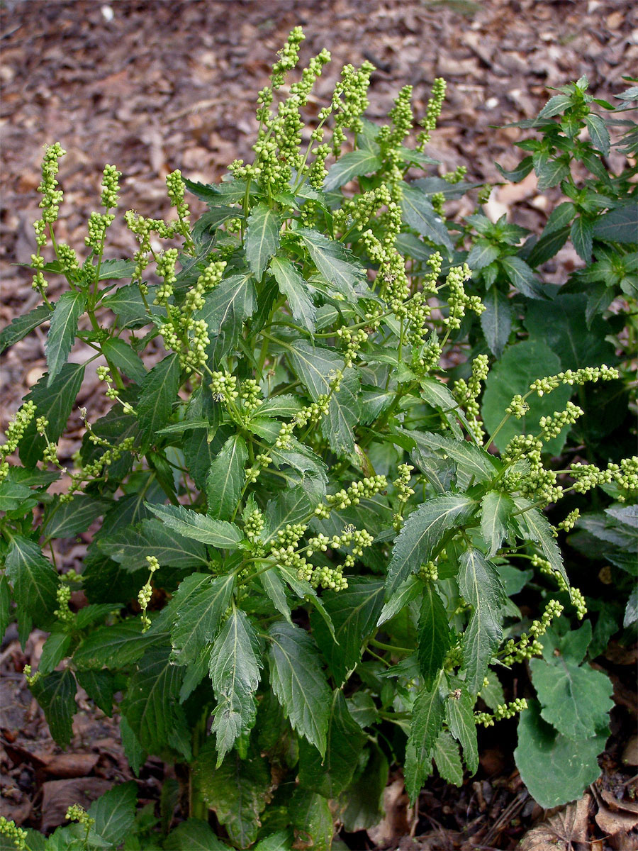 Bažanka roční (Mercurialis annua L.)