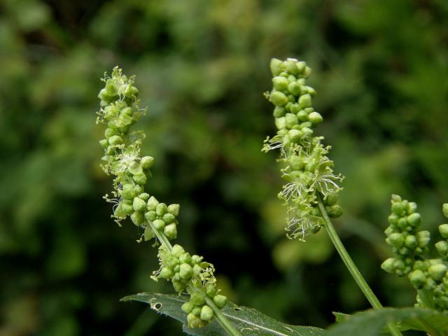 Bažanka roční (Mercurialis annua L.)