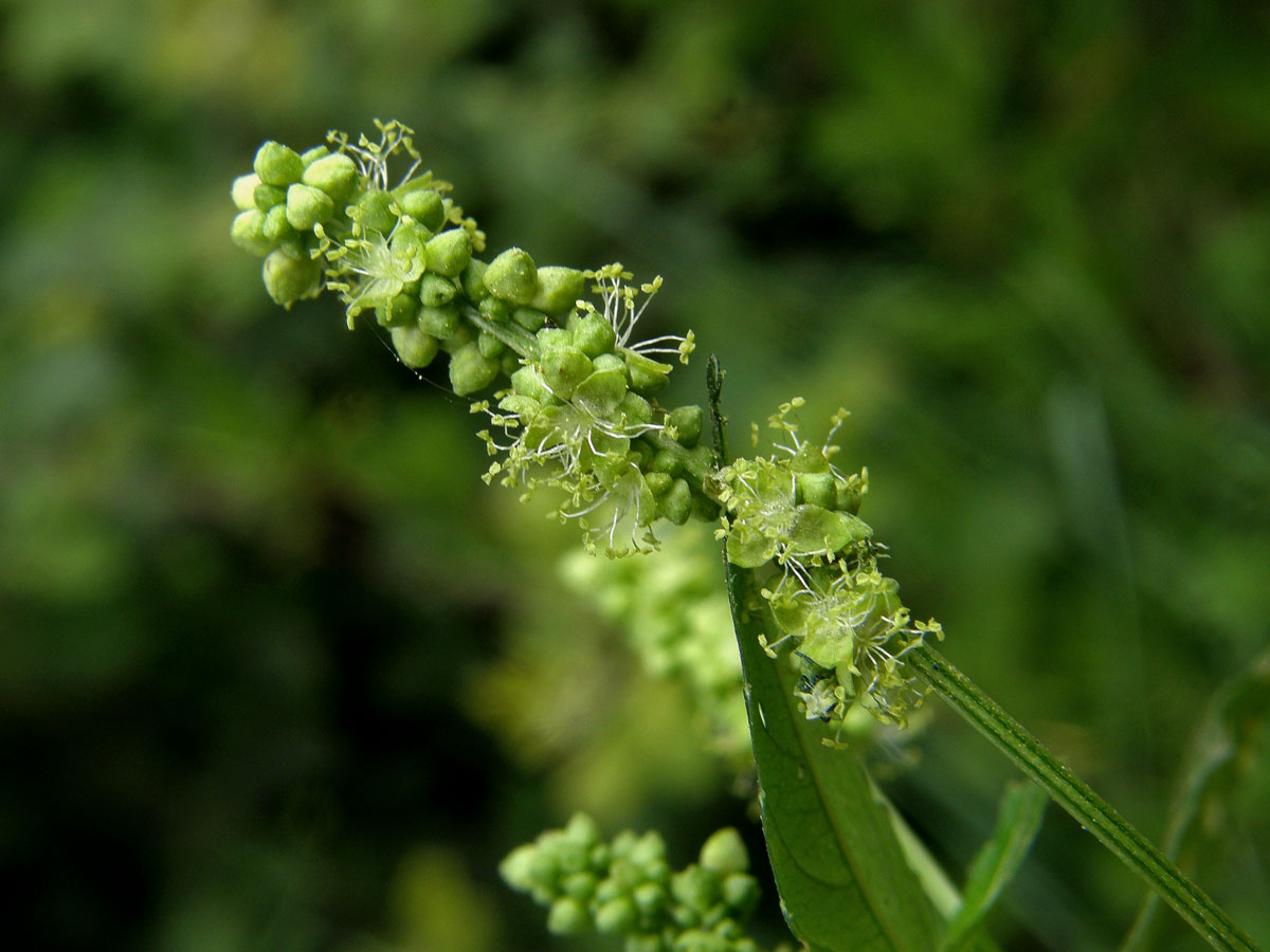 Bažanka roční (Mercurialis annua L.)