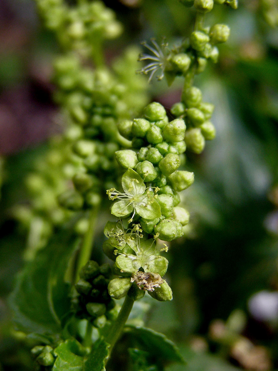 Bažanka roční (Mercurialis annua L.)