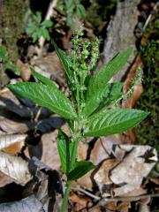 Bažanka vytrvalá (Mercurialis perennis L.)