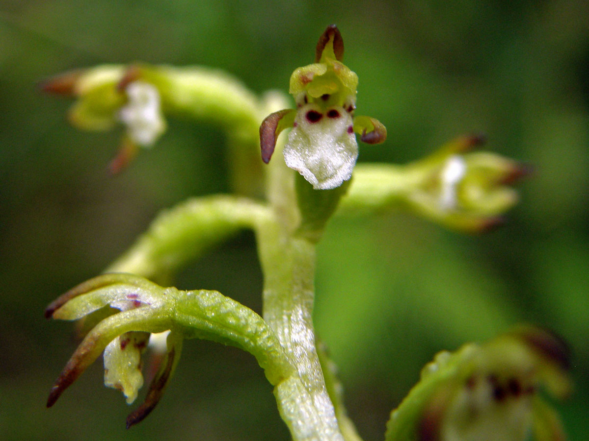 Korálice trojklaná (Corallorhiza trifida Chatelain)