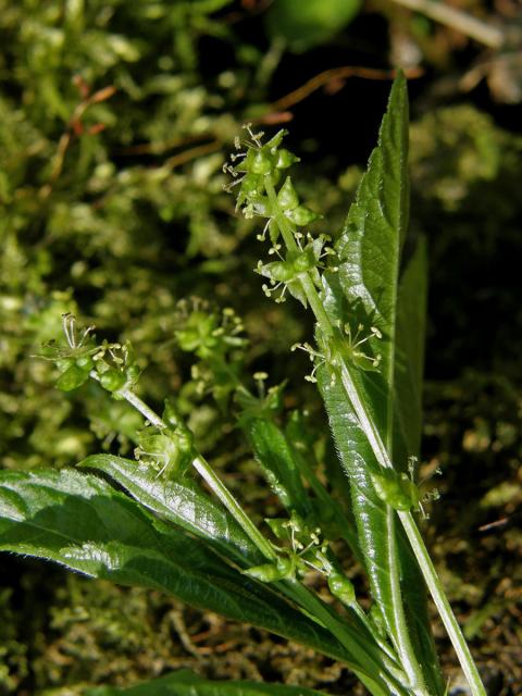 Bažanka vytrvalá (Mercurialis perennis L.)