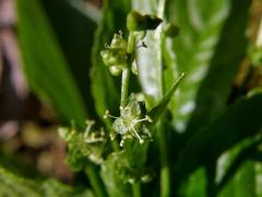 Bažanka vytrvalá (Mercurialis perennis L.)