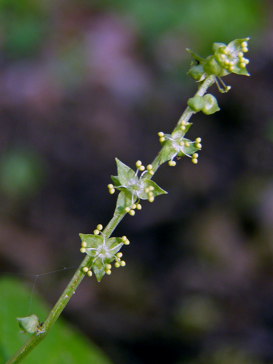 Bažanka vytrvalá (Mercurialis perennis L.)