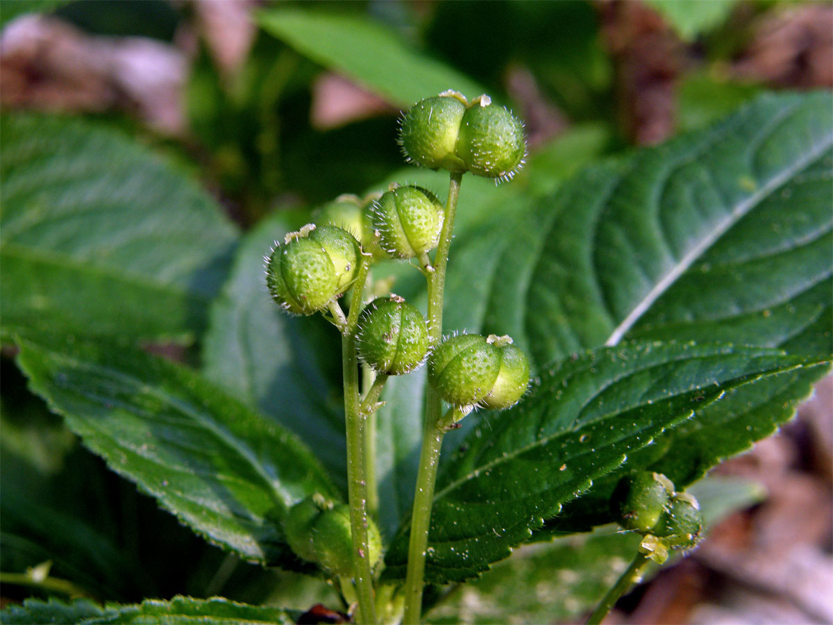 Bažanka vytrvalá (Mercurialis perennis L.)