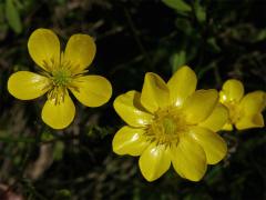 Pryskyřník (Ranunculus L.) s vícečetným květem (1)