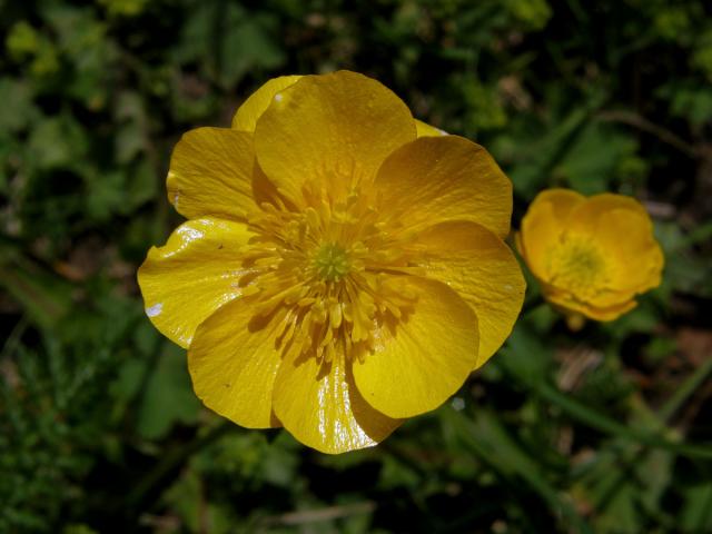 Pryskyřník pahorský (Ranunculus pseudomontanus Schur) - vícečetný květ (3)