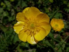 Pryskyřník pahorský (Ranunculus pseudomontanus Schur) - vícečetný květ (3)