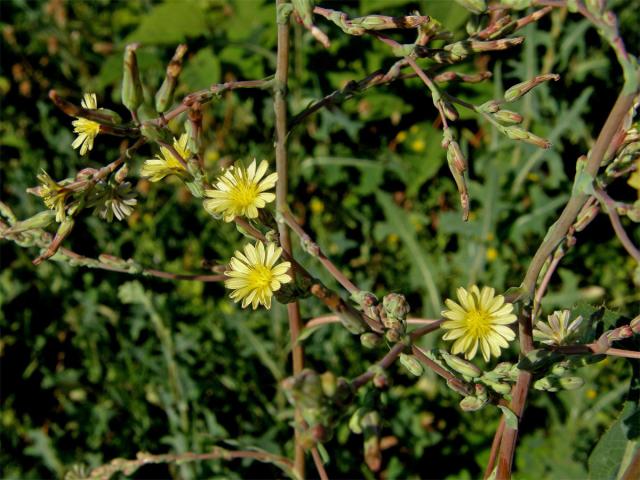 Locika kompasová (Lactuca serriola L.)