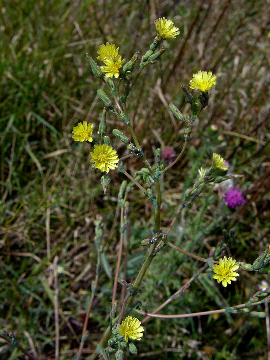 Locika kompasová (Lactuca serriola L.)