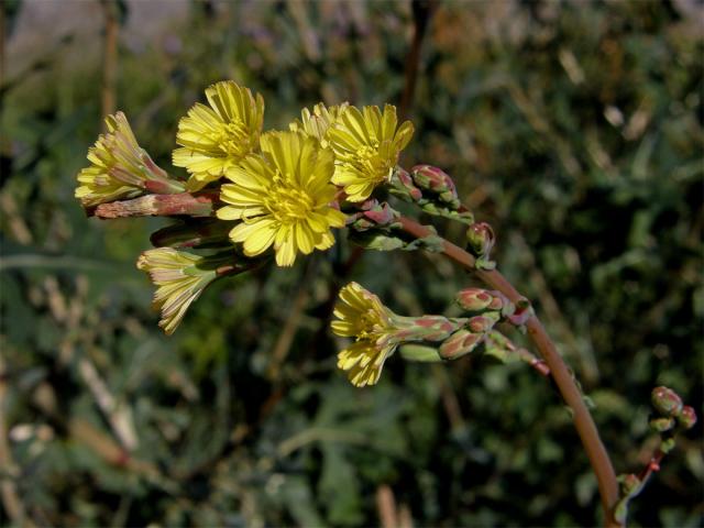 Locika kompasová (Lactuca serriola L.)