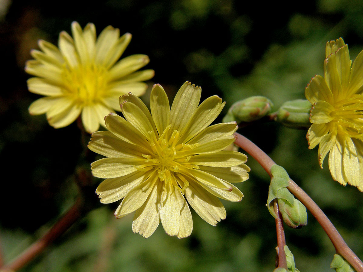 Locika kompasová (Lactuca serriola L.)