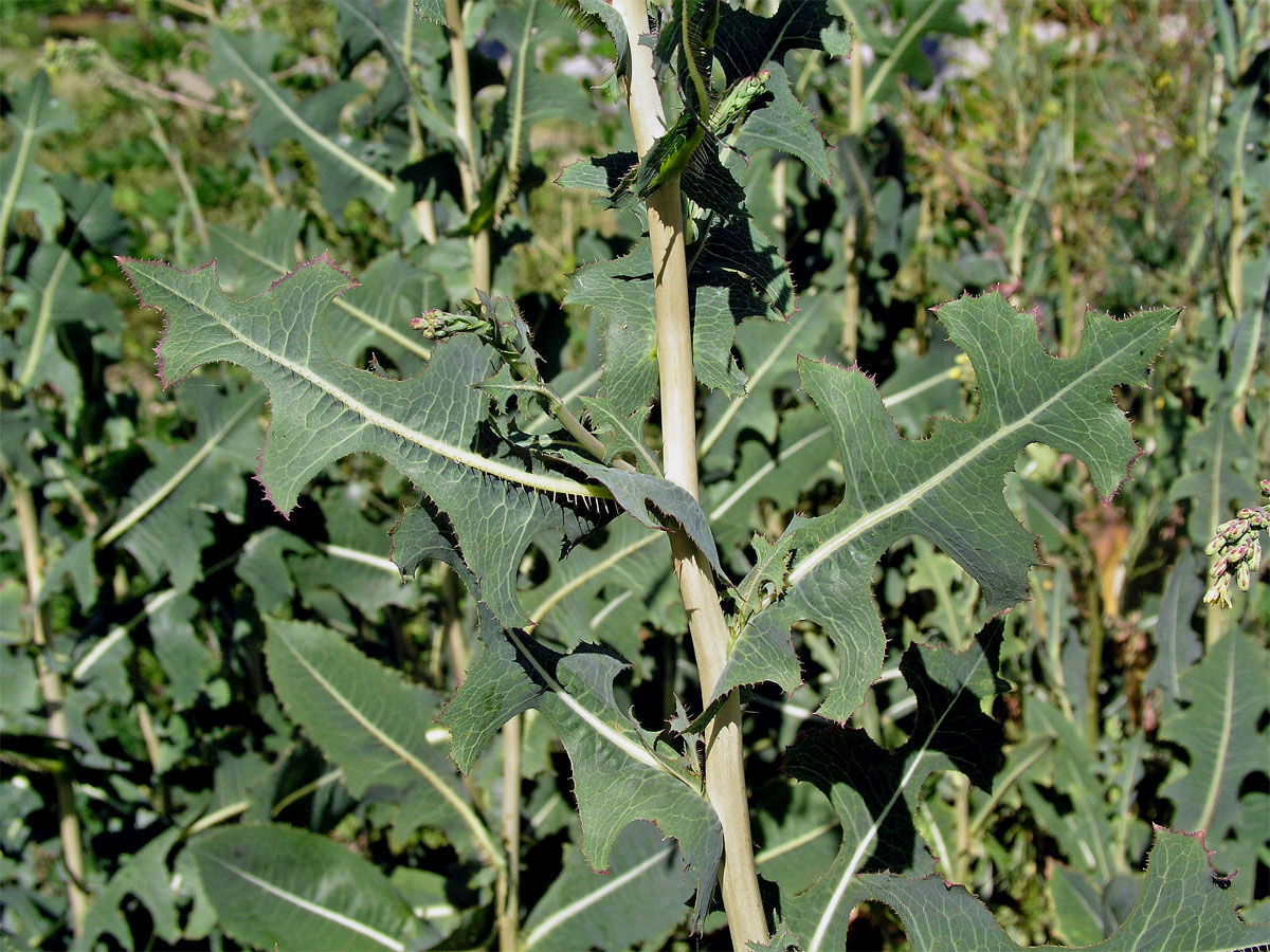 Locika kompasová (Lactuca serriola L.)