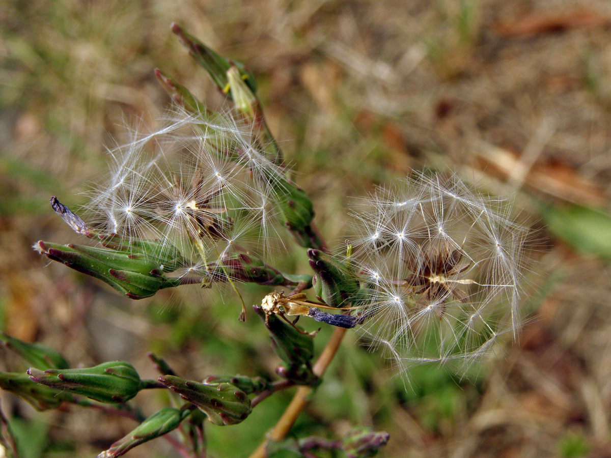 Locika kompasová (Lactuca serriola L.)