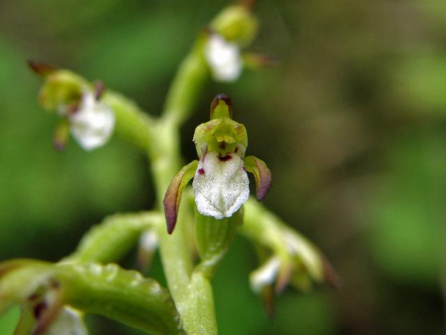 Korálice trojklaná (Corallorhiza trifida Chatelain)