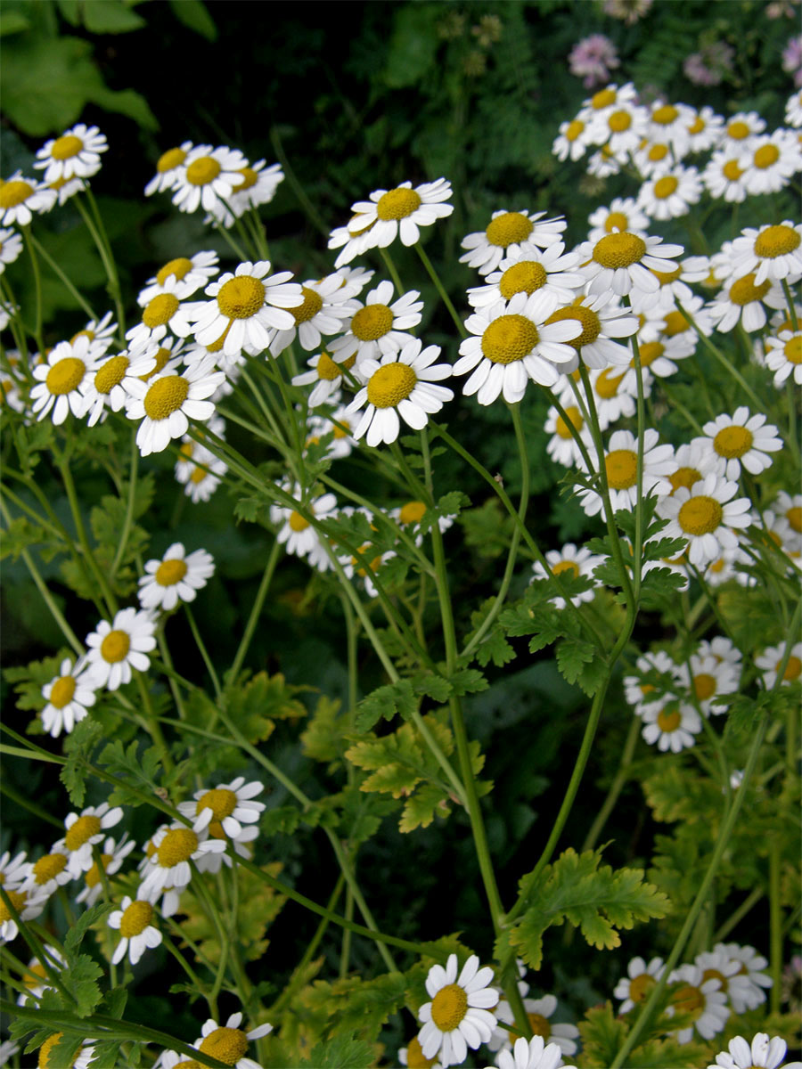 Řimbaba obecná (Pyrethrum parthenium (L.) Sm.)