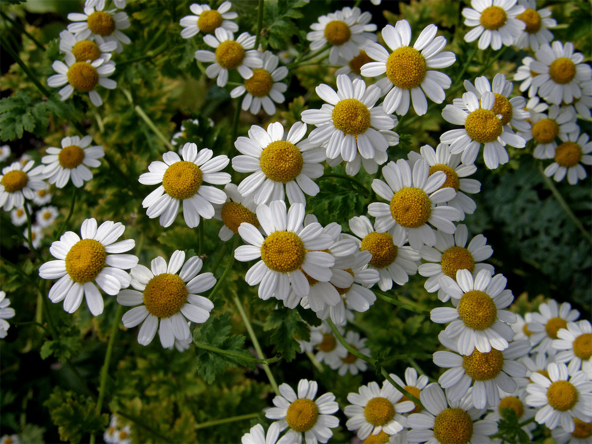 Řimbaba obecná (Pyrethrum parthenium (L.) Sm.)