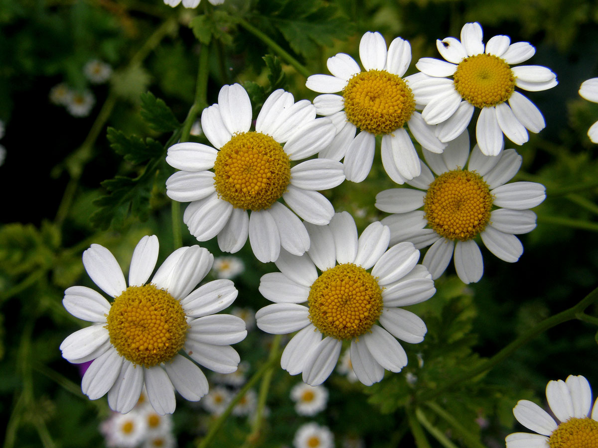 Řimbaba obecná (Pyrethrum parthenium (L.) Sm.)