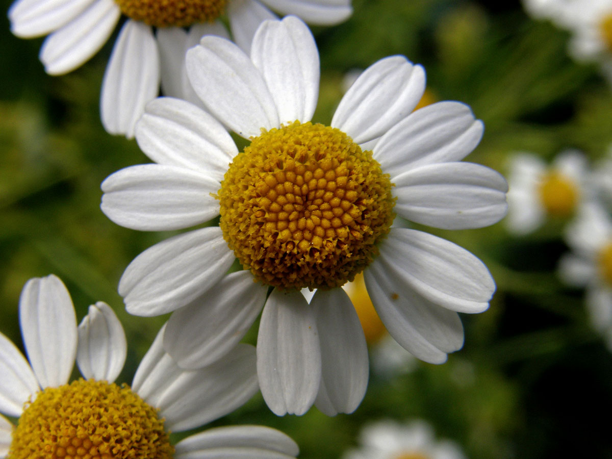 Řimbaba obecná (Pyrethrum parthenium (L.) Sm.)