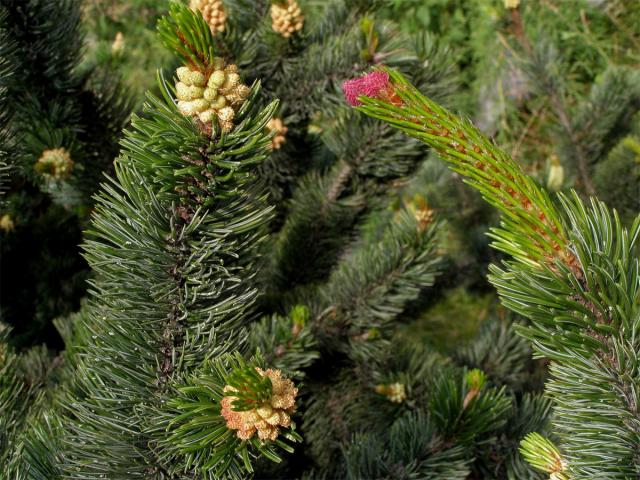 Borovice osinatá (Pinus aristata Engelm.)