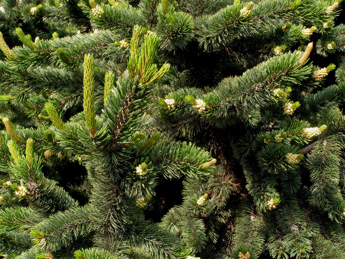 Borovice osinatá (Pinus aristata Engelm.)