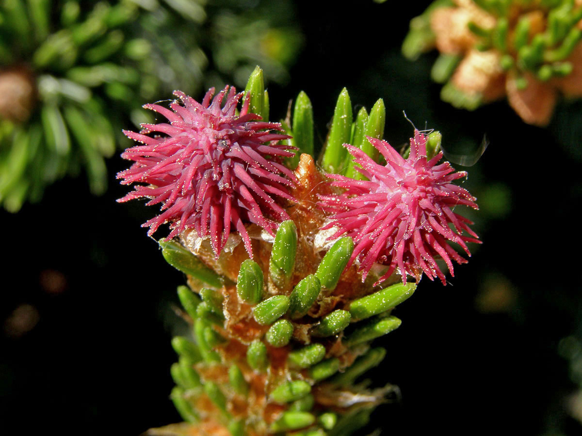 Borovice osinatá (Pinus aristata Engelm.)