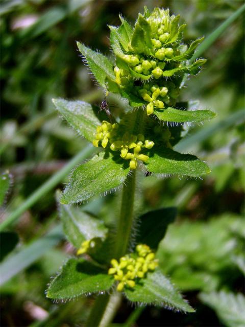 Svízelka chlupatá - Svízel křížatý (Cruciata laevipes Opiz)