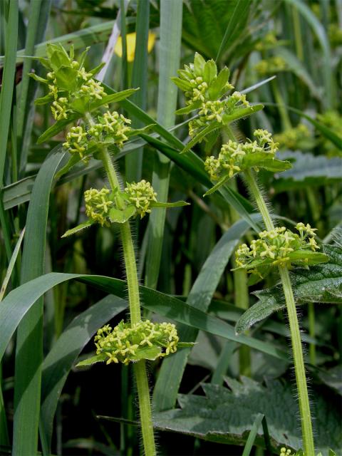 Svízelka chlupatá - Svízel křížatý (Cruciata laevipes Opiz)