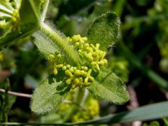 Svízelka chlupatá - Svízel křížatý (Cruciata laevipes Opiz)