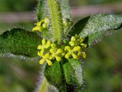 Svízelka chlupatá - Svízel křížatý (Cruciata laevipes Opiz)