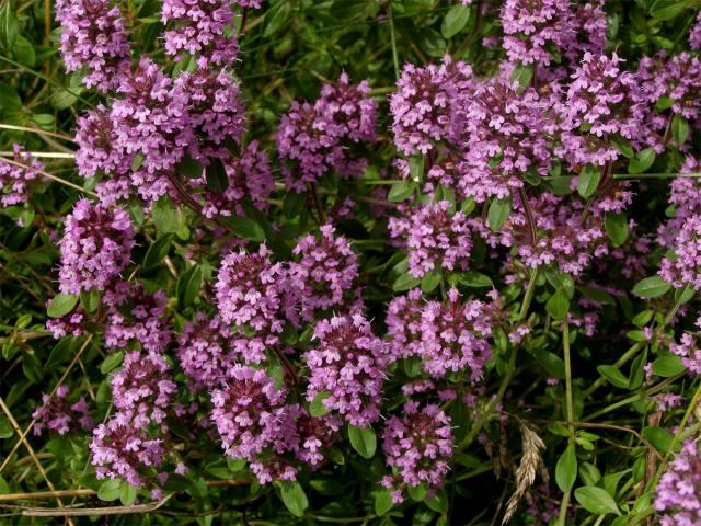 Mateřídouška vejčitá (Thymus pulegioides L.)