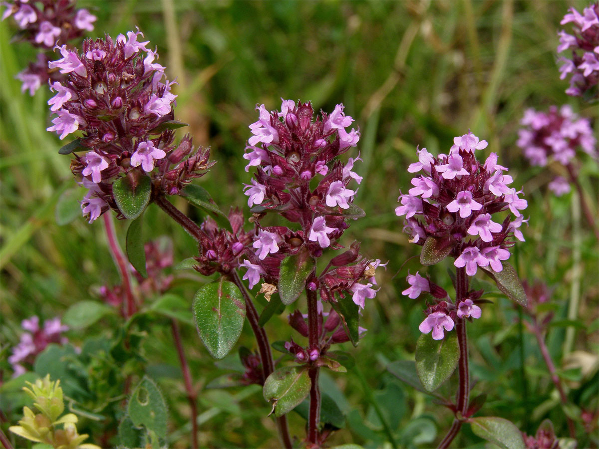 Mateřídouška vejčitá (Thymus pulegioides L.)