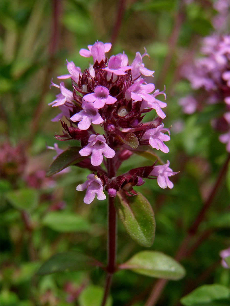 Mateřídouška vejčitá (Thymus pulegioides L.)