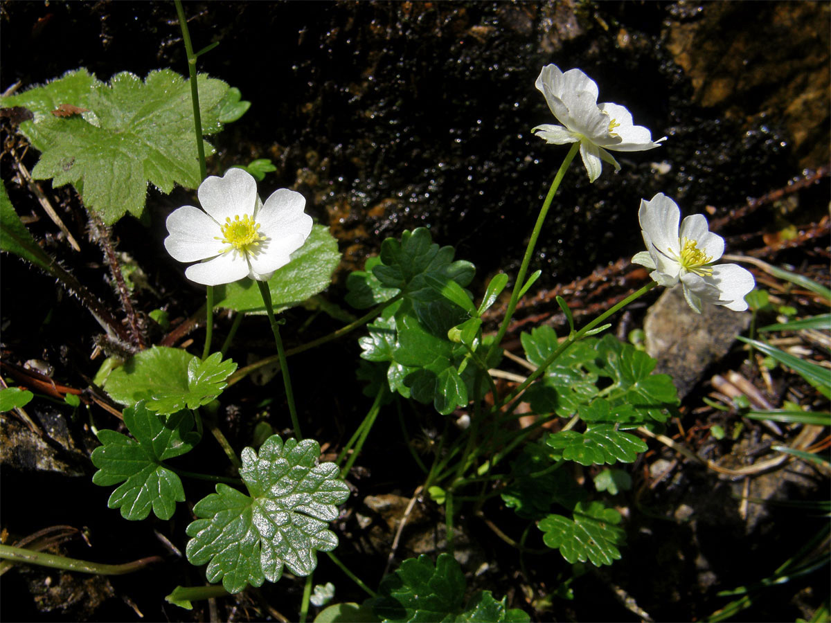 Pryskyřník alpský (Ranunculus alpestris L.)