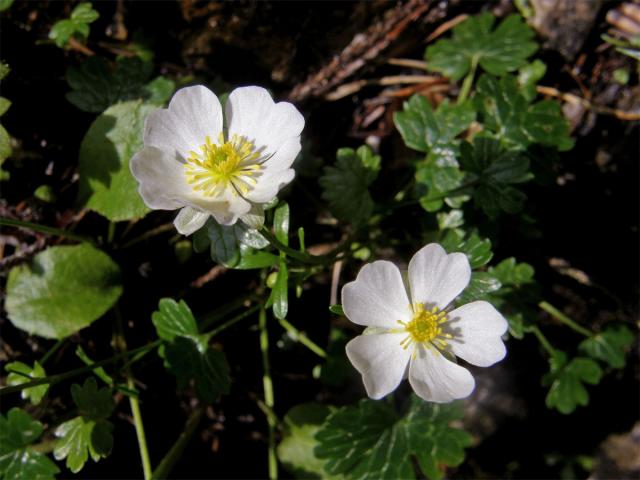 Pryskyřník alpský (Ranunculus alpestris L.)