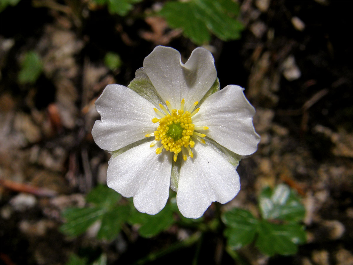 Pryskyřník alpský (Ranunculus alpestris L.)