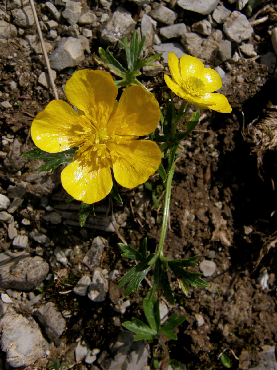 Pryskyřník pahorský (Ranunculus pseudomontanus Schur)