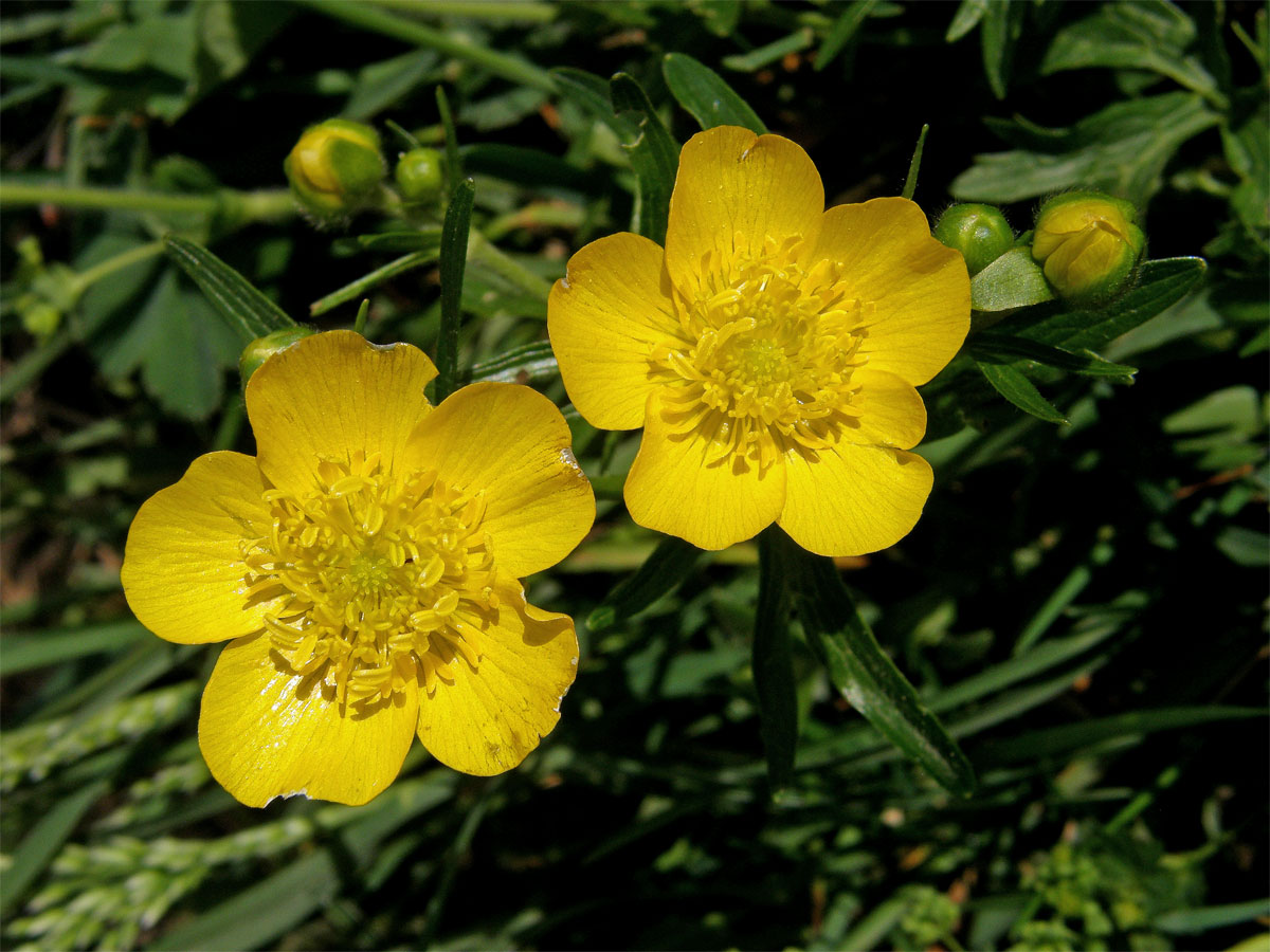 Pryskyřník pahorský (Ranunculus pseudomontanus Schur)