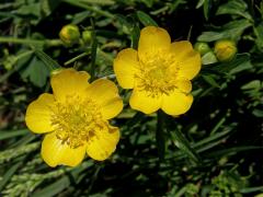 Pryskyřník pahorský (Ranunculus pseudomontanus Schur)