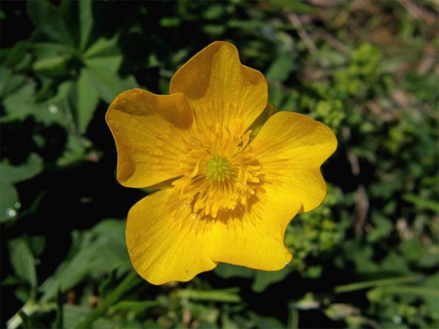 Pryskyřník pahorský (Ranunculus pseudomontanus Schur)