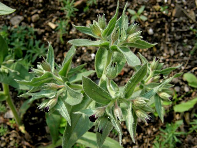 Pipla osmahlá (Nonea pulla (L.) DC.)