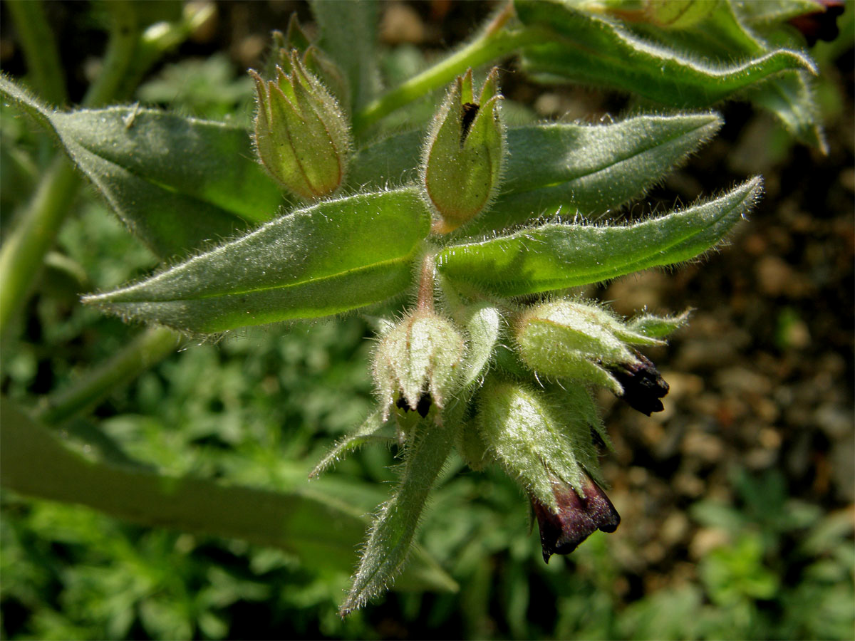 Pipla osmahlá (Nonea pulla (L.) DC.)