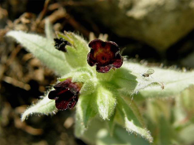 Pipla osmahlá (Nonea pulla (L.) DC.)