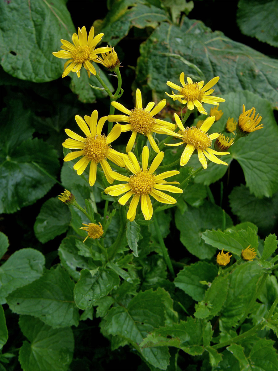 Starček podalpský (Senecio subalpinus Koch)