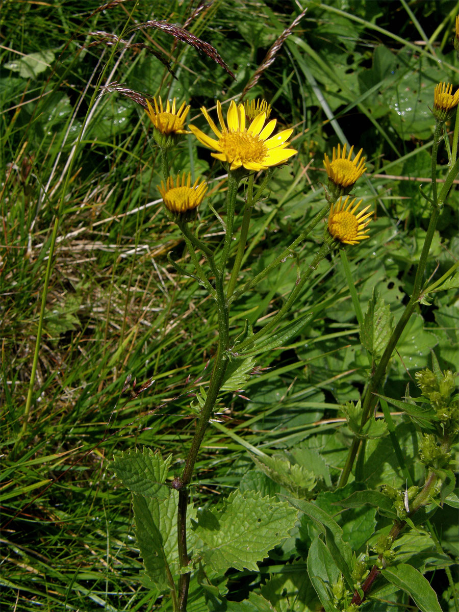 Starček podalpský (Senecio subalpinus Koch)